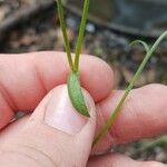 Erigeron strigosus Leaf