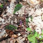 Hieracium maculatum Fuelha