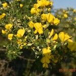 Cytisus spinosus Цвят