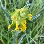 Rhinanthus alectorolophus Çiçek
