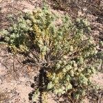 Teucrium dunense Feuille