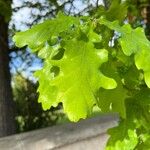 Quercus × rosacea Hoja