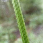 Cirsium oleraceum Bark
