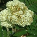 Sorbus aucuparia 花