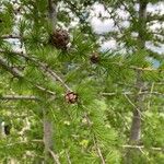 Larix occidentalis Leaf