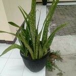 Sansevieria hyacinthoides Hoja