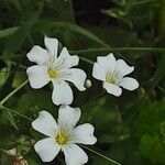 Gypsophila elegans Flower