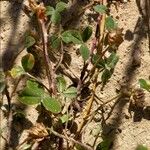 Trifolium pallescens Blad