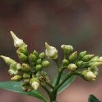 Voacanga africana Blomma