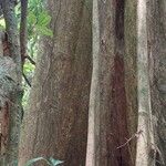 Duboscia macrocarpa Corteza