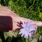 Lactuca perennis Flower