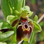 Ophrys umbilicata Blomst