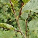 Alnus alnobetula Bark