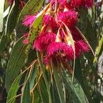 Eucalyptus leucoxylon Blomst