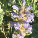 Orobanche nana Кветка
