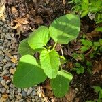 Amaranthus viridis Blatt