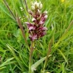 Anacamptis coriophora Květ