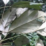 Cyrtogonone argentea Blatt