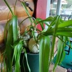 Albuca bracteata Hoja