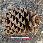 Pinus coulteri Fruto