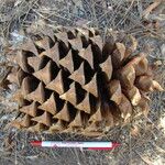 Pinus coulteri Fruit