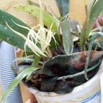 Camaridium ctenostachys Flor