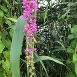 Lythrum salicariaFlower