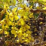 Peltophorum pterocarpum Flower