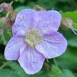 Rubus odoratusFlower