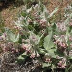 Asclepias californica অভ্যাস