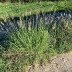 Bothriochloa bladhii Habitat