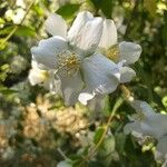Philadelphus coronarius Flower