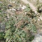 Urtica cannabina Květ