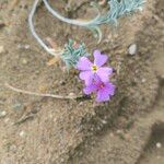 Marcus-kochia littorea Flower