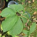 Sauromatum venosum Hoja
