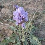 Astragalus lotiflorus Λουλούδι