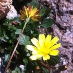 Hypochaeris robertia Flower