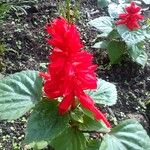 Salvia splendens অন্যান্য