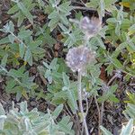 Salvia sonomensis 整株植物