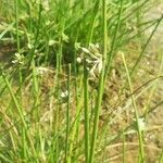 Cyperus laevigatus Blüte