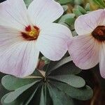 Oxalis adenophylla