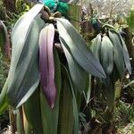 Bulbophyllum fletcherianum Lehti