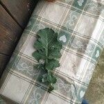 Brassica napus Leaf