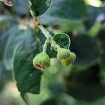 Cotoneaster integerrimus Mbuma