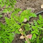 Phacelia tanacetifoliaLeaf