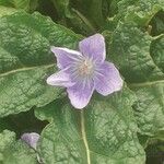 Mandragora officinarum Квітка