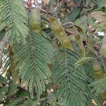 Peltophorum africanum Fruit
