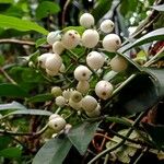 Psychotria serpens Fruit
