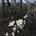 Prunus spinosa Flower