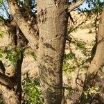 Albizia anthelmintica خشب